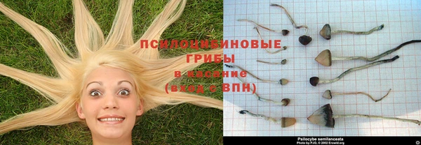 прущие грибы Алексеевка